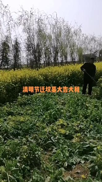 清明节迁坟墓大吉大利!好运连连!