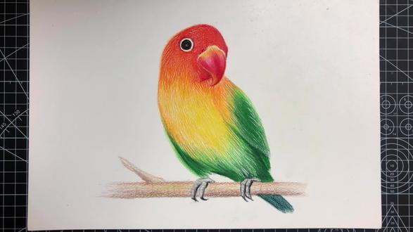 彩铅鹦鹉,它来啦~有时候比较忙,更新速度慢一点~#0基础学画画 #画画 #彩铅手绘