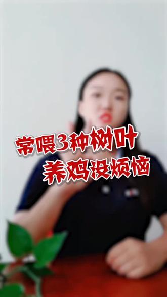 常喂3种树叶,#养鸡 没烦恼。很多时候鸡有问题不一定要花大钱,平时预防和小妙招就可解决#养殖邦#鸡#养鸡技术