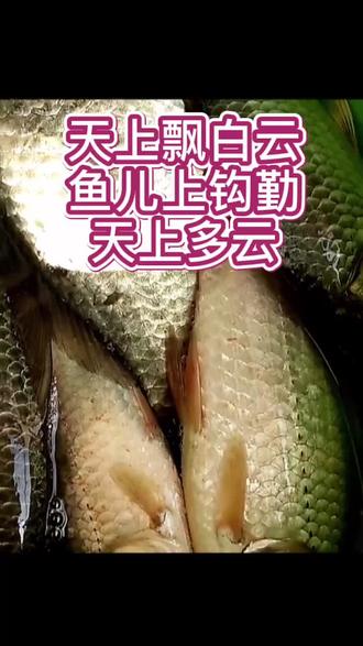 不管啥天气都是钓鱼时机#钓鱼 #钓鱼人 #钓鱼技巧