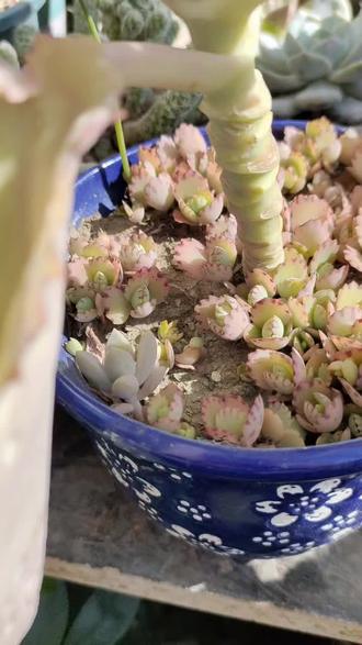 扔外面贱养的不死鸟,泛滥了,出状态了也不丑,顶上还有花苞,我感觉大的还没有下面小的好看呢?#多肉#宽叶不死鸟#生活的美无处不在