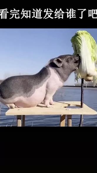 小白菜,我馋你了.#表情包#撩妹#艾特你想艾特的人# - 抖音