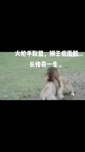 狮子界传奇狮王,莫伦,诺迟,恩格拉拉,每个狮王时代总那样不可一世,晚年有些惨凉。