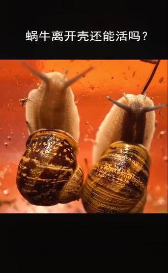 #变声 蜗牛离开壳 还能活吗?#探秘 #动物 #科普 #动物世界