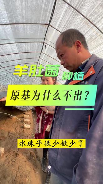 羊肚菌种植原基为什么不出#羊肚菌 #羊肚菌种植 #羊肚菌培训