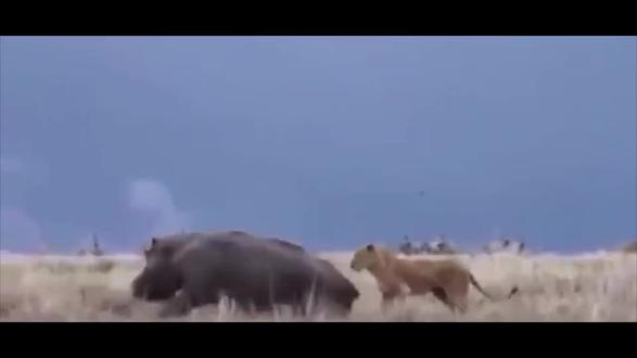 当狮子惹怒河马时,下一秒,狮子直接被河马送去见“阎王”!