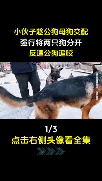 小伙子趁公狗母狗交配,强行将两只狗分开,反遭公狗追咬 #狗#动物#繁衍