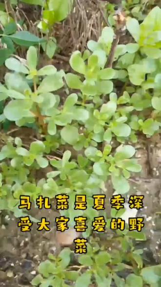 马扎菜是夏季深受大家的喜爱,但它也是一种中药,有些人不适吃,快看看这里面有你吗?