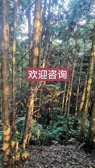 新余市杉木流转,欢迎咨询#三农 #农村生活 #抖音助农 #农村 #我的乡村生活