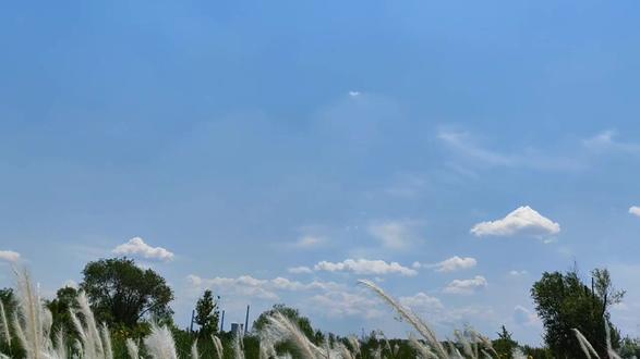 #治愈系风景 一阵风吹过,远远望去,鹅毛般的苇絮悠悠地飞起来,芦苇丛像一片波涛起伏的海洋,一会儿高一会儿低,那情景,是一幅流动的画,是一曲动听的歌,是一首优美的诗,让人如痴如迷。