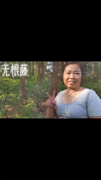 分享认识无根藤,有凉血止血,清体内湿热,湿邪作用#农校贤师姐