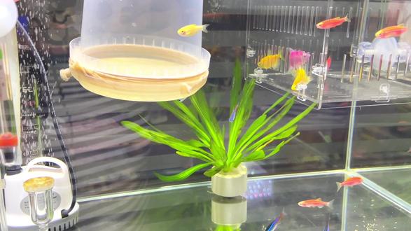 新手养鱼日记,养鱼路上总是会遇到各种各样的问题,边养边学习。#鱼🐠 #观赏鱼