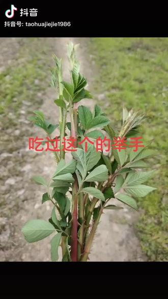刺苔。剥皮后可以直接吃