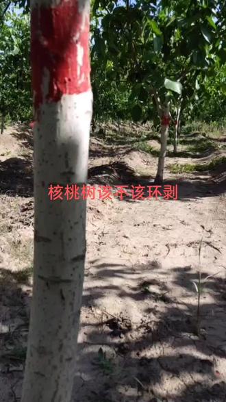 核桃树该不该环剥?怎么操作#嫁接核桃苗基地 #核桃苗嫁接 #核桃苗管理 #红皮核桃苗