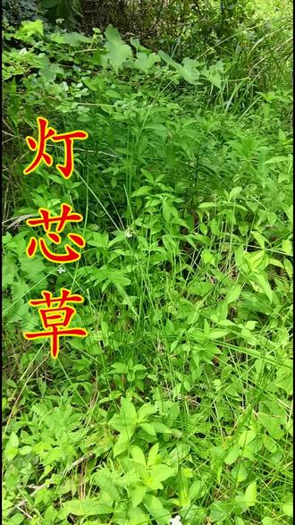 灯心草,别名,水灯草,是灯心草科、灯心草属,多年生草本植物,味甘、淡,性微寒,归心、肺、小肠经。#植物科普 #采药人 #野生药材 #原创视频 #一日一植物