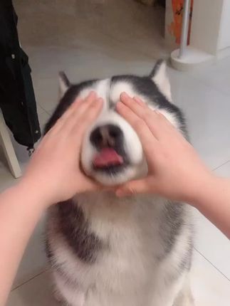 哈奇的逗比日常