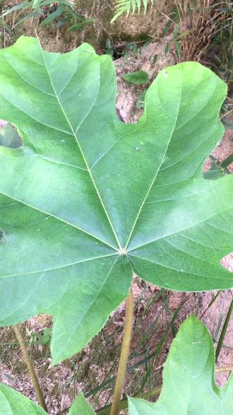 标准的七指毛桃这天气真的太热了不好玩