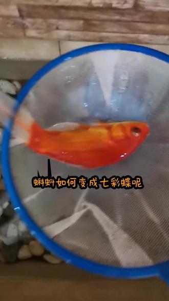 #墨虾探蝌 蝌蚪变成七彩蝶,竟然这么简单