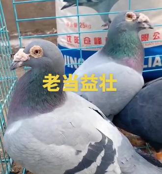 蜜蜂几天喂一次最好 3892c7226bbf4042b9834e4a8a78074f_1666432960~tplv-dy-resize-origshort-autoq-75:330.jpeg?x-expires=1987448400&x-signature=zhQ%2FmEcuTfjTbYY1zS1GQaRLae0%3D&from=3213915784&s=PackSourceEnum_AWEME_DETAIL&se=false&sc=cover&biz_tag=pcweb_cover&l=021672091273406fdbddc0100ff2f010a700e8f0000001f02f461