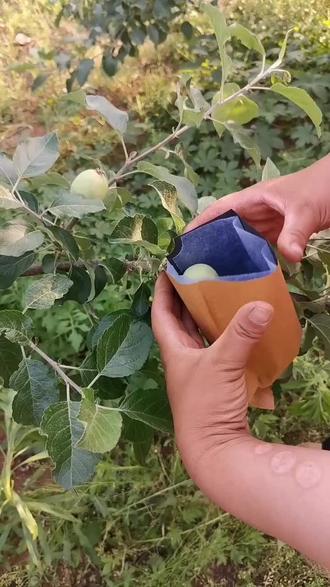 苹果树的套袋技术 一分钟套袋100个#诚意达园艺场 #苹果树管理