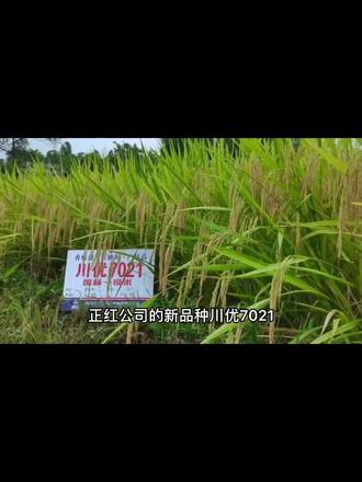 国标一级长粒香米川优7021