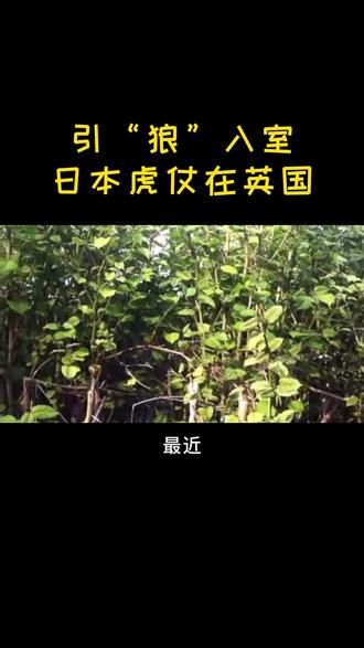 日本虎杖在英国#英国 #花园 #买房 #日本虎杖