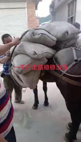 驼一千斤走路稳稳当当的!#策马奔腾