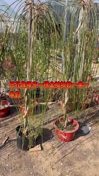 独杆的迎春花开花像瀑布一样金灿灿的开花一串一串的