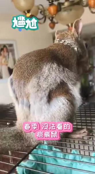 接上个视频.科普魔王一年四季形态