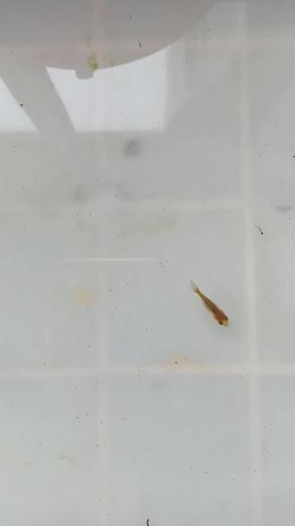 兰寿孵化(10)鱼苗筛选原则