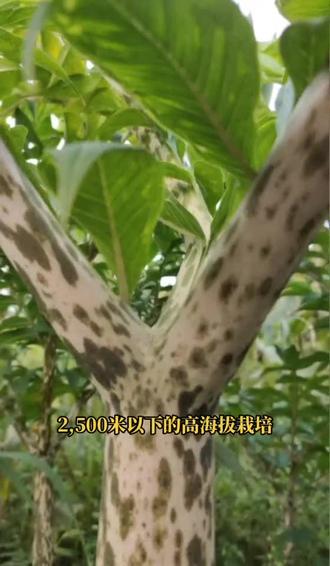 花魔芋跟白魔芋的比例