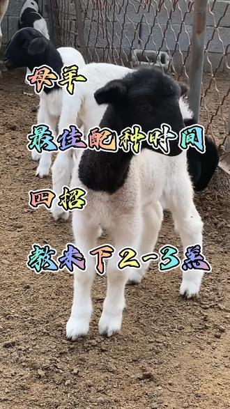 母羊最佳配种时间#养殖技术