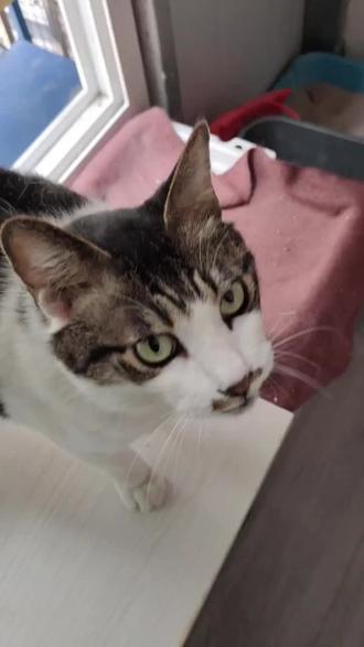 二虎的婚后生活#猫
