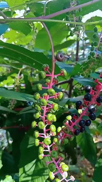 商陆一般是有毒的,商陆分为红、白两种品种,都具有一定的毒性。
1,红色商陆:红色商陆根部主要表现为红色,相对于白色商陆的毒性要强,不小心误服可能会引起恶心、腹泻、腹痛、头痛、呼吸困难等不良反应。商陆具有较高的药用价值,晒干后适量饮用,具有解毒散结、泻下利水的功效。
2、白色商陆:白色商陆的根部是白色的,蕴含着轻微的毒素,服用之后也可能会出现不良反应,例如恶心、呕吐、腹泻等。所以商陆不建议私自服用,以防出现不良影响,使用商陆时需要前往正规的医院购买,医院所使用的商陆都经过晒干炮制,已经降低商陆当中的毒性。
商陆性味,偏寒,入膀胱、脾经,具有抗炎、抗菌、镇咳、平喘、利尿等功效,药用时商陆通常会和其他的中草药配用。