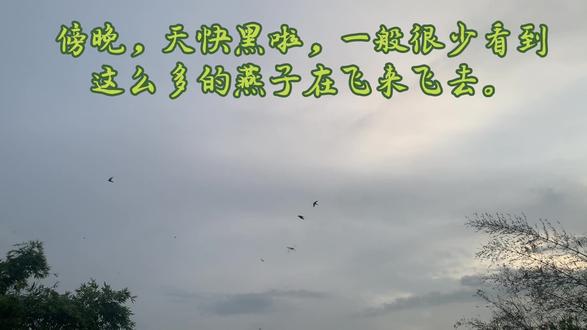 傍晚的燕子,低飞盘旋,飞来飞去…… #鸟类 #燕子乱飞是什么征兆 #捕捉 #自然现象 #随记