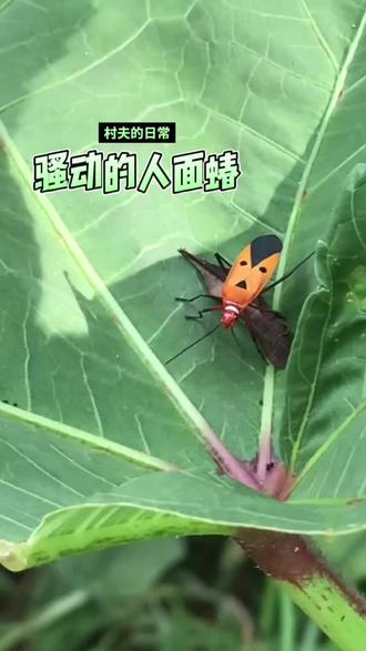 #村夫的日常 #田园生活 #人面蝽 这世间好玩的东西还是多。比如这长着一副人脸的蝽。