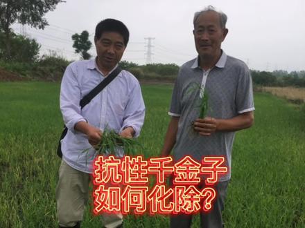 抗性千金子如何化除?