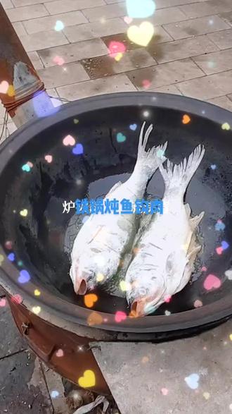 #上热门 #来吃鱼 #大锅炖俺老娘给做铁锅炖鱼啦#