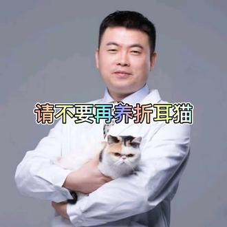 请停止购买折耳猫,停止终身伤害!#折耳猫