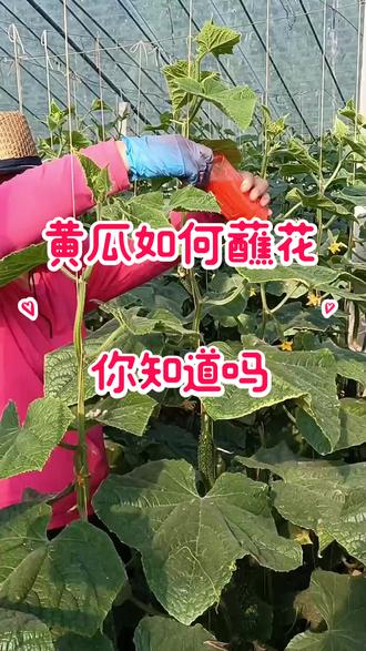 学会如何沾花黄瓜产量翻三倍。#三农 #农村生活 #我的乡村生活 #抖音新农人 @DOU+小助手