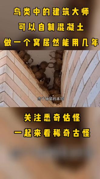 鸟类中的建筑大师,可以自制混凝土,做一个窝居然能用好几年#࿆我要上热门 #涨知识 #科普 #动物 #鸟类
