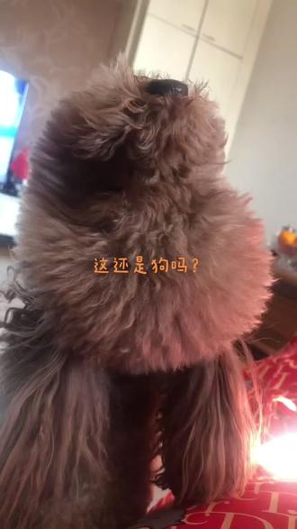#家有萌宠泰迪 #泰迪🐻 主人都出去了,把它扔在家里,自己坐在沙发上就发出了这种声音,跟狼叫一样,平时都不这么叫😂😂😂