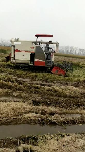 陷田加倒伏收割 星光118#田间地头