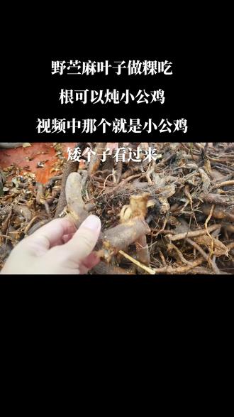 陈药师:天然食材#抖音助农扶农 野生的根炖小公鸡#中草药 味道不错哦