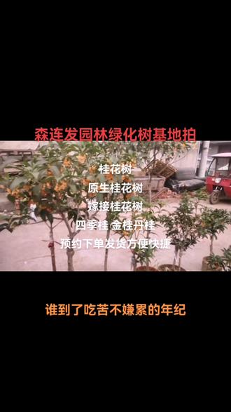 桂花树盆栽·一物一拍🌿 我们是种植基地,培育的桂花盆栽大小都有~开花时香味特别浓,闻着就让人心情舒畅。
#桂花树 诚信经营质量第一 欢迎新老客户的光临 #桂花 #种植基地 #桂花树盆景造型 #桂花树盆景