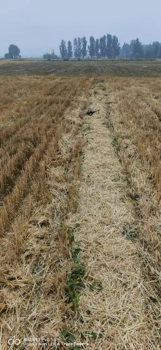 老说尹庄村拆不了迁,是得罪谁了,作为一个农民还是守着,这一亩三分地踏实。又种上了!