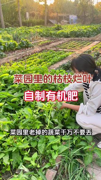 将过季蔬菜杂草装入桶里,撒上有机肥发酵剂,快速腐熟,提高肥效,增加土壤有益菌群,进一步改良土壤#发酵 #有机肥 #堆肥发酵