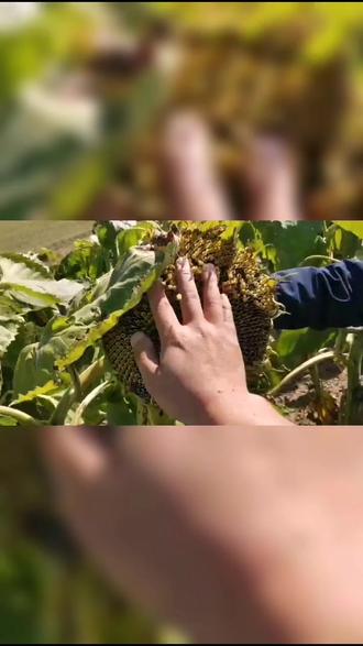 #葵花 我们的宗旨就是让农户满意@抖音小助手