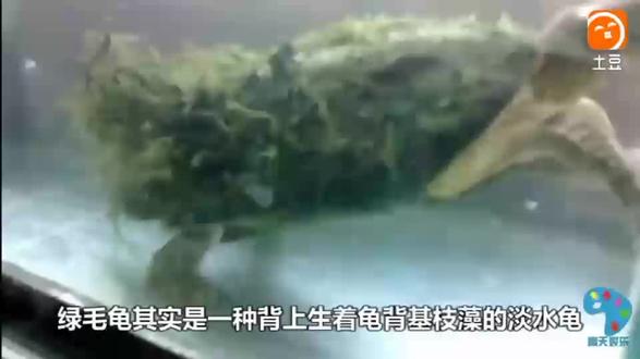 绿毛龟中国四大珍奇龟之一馈赠国家元首的好礼物价值不菲