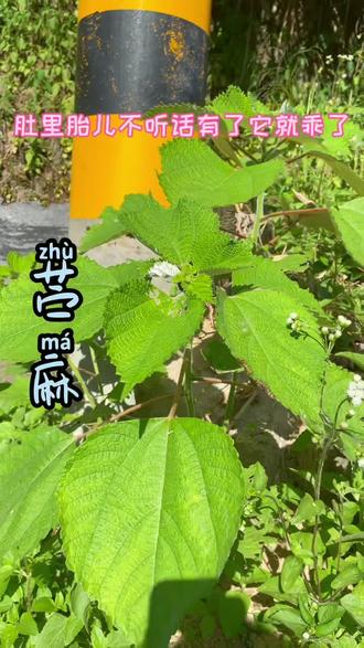 苎麻被称为“中国草”全身都是宝,叶子可以养蚕,皮可织布,根可入药#药用植物 #苎麻